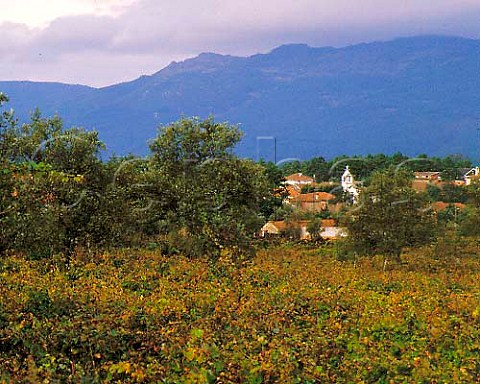 Vineyard with the Serra do Caramulo beyond Tondela   Portugal      Dao