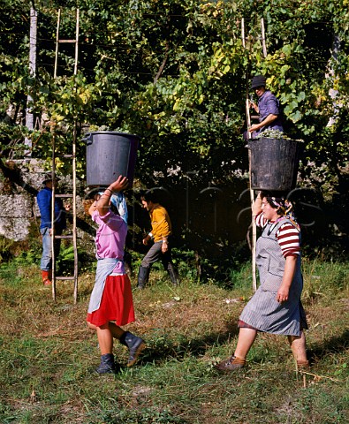 Women carrying dustbins full of harvested grapes on their heads The vines behind are trained on trees in the traditional way    Amarante Minho Portugal  Vinho Verde