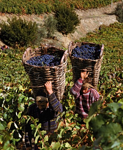 Carrying harvested grapes in traditional baskets  Near Pinho in the Douro Valley Portugal Port