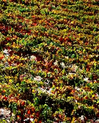 Autumnal vineyard at Soutelo do Douro near So Joo da Pesqueira in the the Douro Valley Portugal Douro  Port