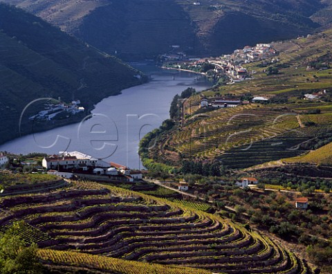 View along the Douro valley to Pinho from above   Quinta de Ventozelo with Real Companhia Vinicolas Quinta das Carvalhas beyond on left and Crofts Quinta de Roeda on right Portugal    Port