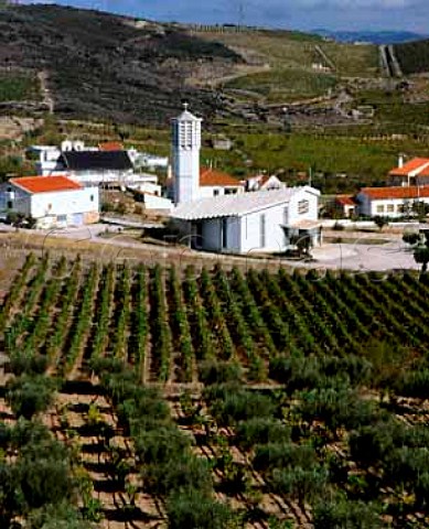Vineyard and olive grove at Horta do Douro high in the Douro valley east of So Joo da Pesqueira Portugal Port  Douro