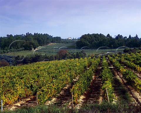 Quinta de Moreira vineyard of Conde de Santar   near Viseu Portugal   Dao