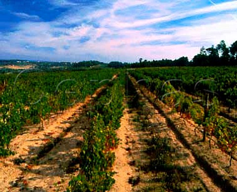 Vineyard on the granite soil of Quinta de Moreira   part of the Conde de Santar estate near Viseu   Portugal   Dao