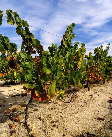 Vines in soil of decomposed granite at Quinta de   Moreira part of the Conde de Santar estate near   Viseu Portugal   Dao