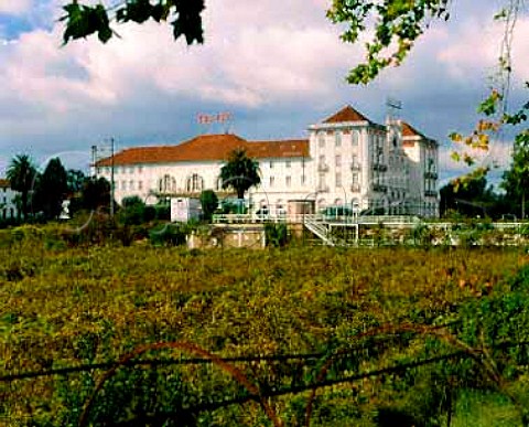 Vineyard around the Palace Hotel in the spa resort   of Curia north of Coimbra Portugal  Bairrada
