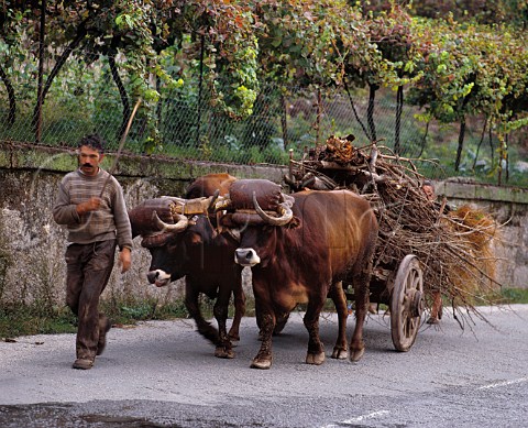 Oxen pulling cart on road by vineyard  Amarante Minho Portugal  Vinho Verde