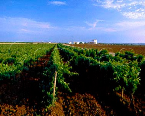 Vineyard of Herdade do Esporao at Reguengos de Monsaraz Alentejo Portugal