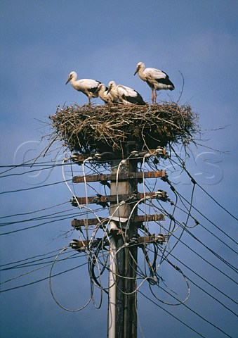Young storks on nest Transylvania   Romania