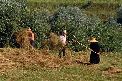 Haymaking northwest Romania