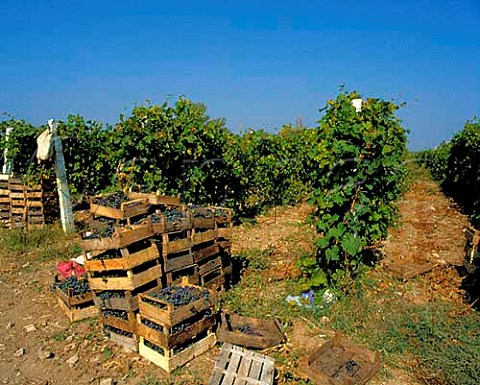 Picking grapes for eating Mangalia south of   Constanta Romania