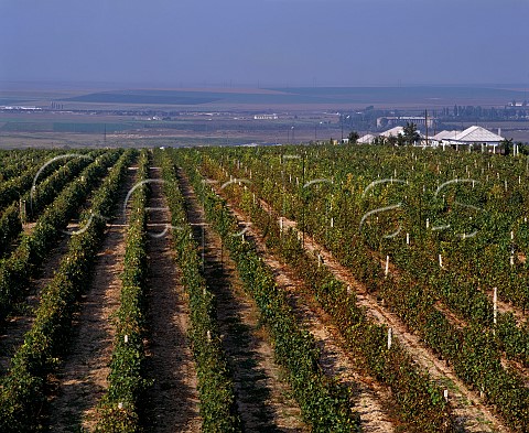 Vineyard near Medgidia Constanta Romania Murfatlar Region