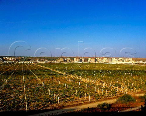 Vineyards by nuclear power station at Cernavoda   east of Constanta Romania   Murfatlar