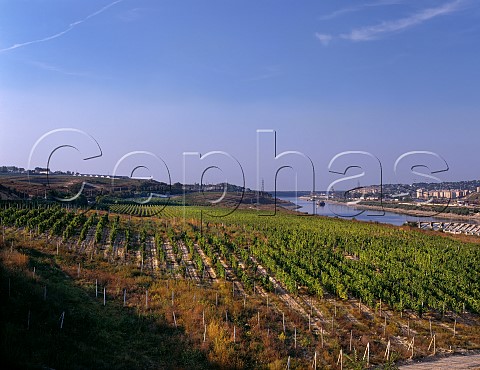 Vineyards by the Danube to Black Sea Canal at Cernavoda Constanta Romania Murfatlar Region