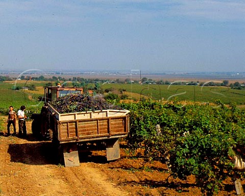 Harvest time in vineyard near Buzau Romania    Dealul Mare Region