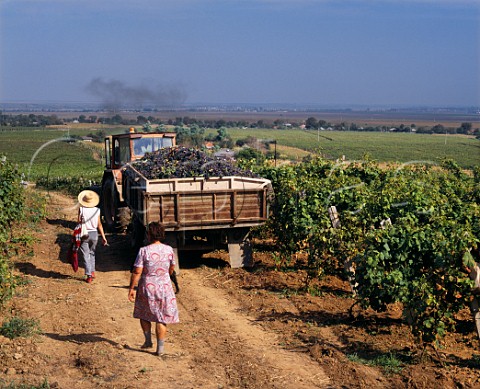 Harvest time in the vineyards near Buzau Romania Dealu Mare