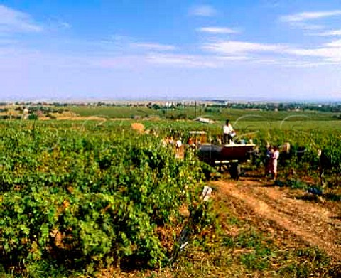 Harvest time in the vineyards near Buzau Romania    Dealul Mare Region