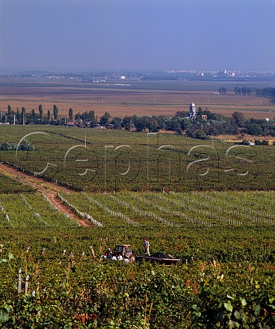Harvest time in vineyard in the foothills of the   Carpathian Mountains Buzau Romania Dealu Mare Region