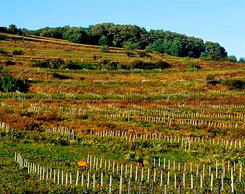 Vineyards near Medias in the Tirnave area of   Transylvania The area between the Tirnava Mare and   Tirnava Mica rivers is one of Romanias main wine   regions
