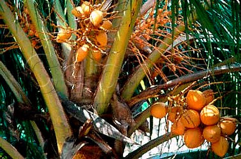 King Coconuts Matara Sri Lanka