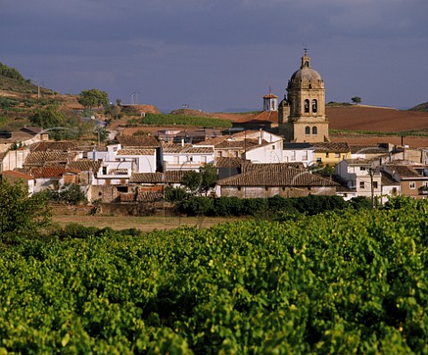 Vineyard at Maeru Navarra Spain