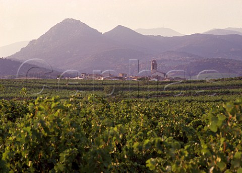 Vineyards around village of Espolla with the  Pyrenees beyond Catalonia Spain   AmpurdanCosta Brava