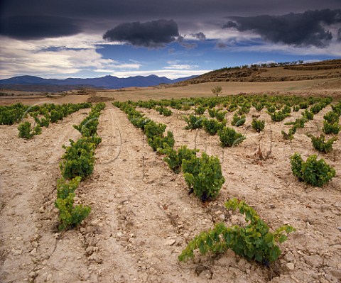 Garnacha vineyard near Tarazona Aragon Spain   DO Campo de Borja