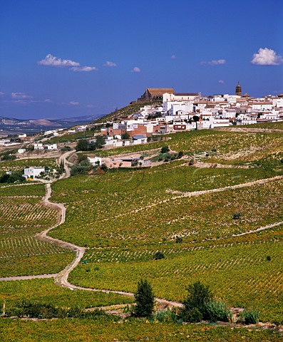 Vineyards below the town of Montilla Andaluca Spain MontillaMoriles