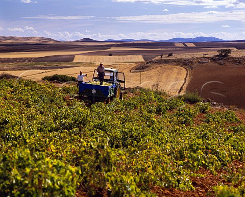 Harvesting Airn grapes CastillaLa Mancha Spain  La Mancha
