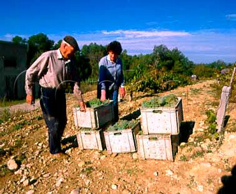 Harvesting Parellada grapes of Codorniu Catalonia   Penedes