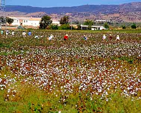 Cotton picking east of Cordoba Andaluca Spain