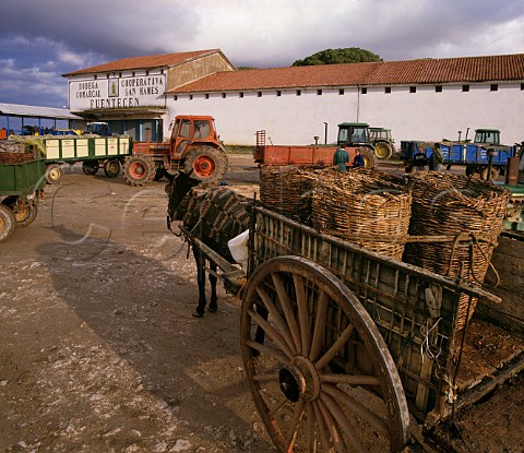 Harvested grapes arriving by mule cart at the San Mams cooperative in Fuentecen Castilla y Len Spain Ribera del Duero