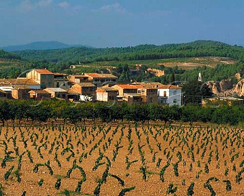 New vineyard at La Fortesa near Piera Catalonia   Spain    Peneds