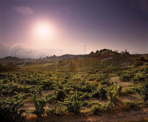 Evening in the vineyards near Monistrol de Noya   Catalonia Spain     Peneds