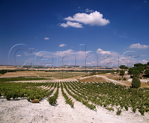 Vineyards of Bodegas Vega Sicilia Valbuena de  Duero Valladolid province Castilla y Len Spain  Ribera del Duero
