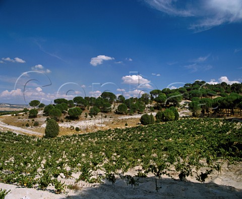 Vineyards of Bodegas Vega Sicilia Valbuena de   Duero Valladolid province Castilla y Len Spain   Ribera del Duero