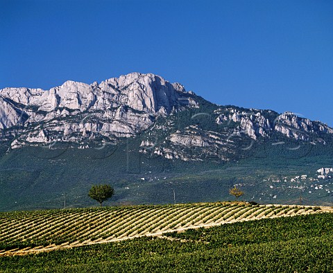 Vineyard with the Sierra de Cantabria beyond Near Laguardia Alava Spain     Rioja Alavesa