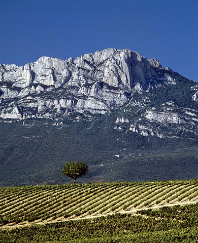 Vineyard with Sierra de Cantabria beyond  Laguardia Alava Spain Rioja Alavesa