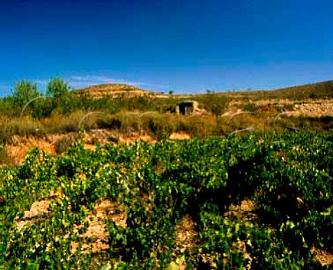 Vineyard near Cintruenigo Navarra