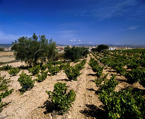 Vineyard at Olite Navarra Spain