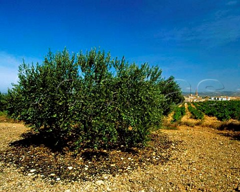 Olive tree and vineyard at Olite Navarra  Spain