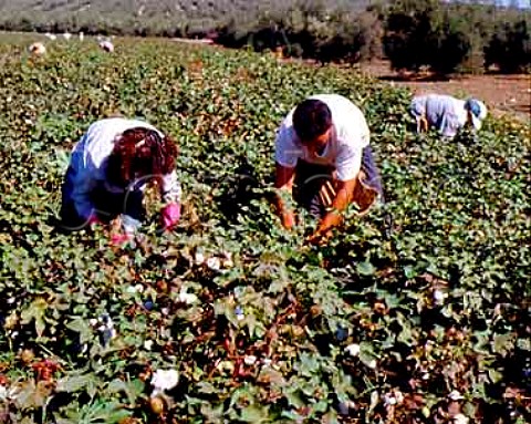 Picking cotton east of Cordoba Andaluca Spain