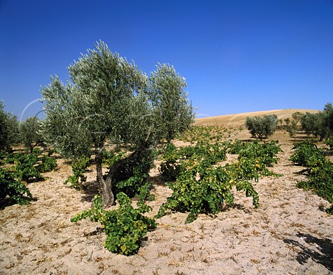 Vineyard and olive tree near La Puebla de Montalban   CastillaLa Mancha Spain Mentrida DO