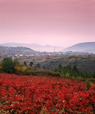 Autumnal vineyards with village of Larouco beyond   Galicia Spain     DO Valdeorras