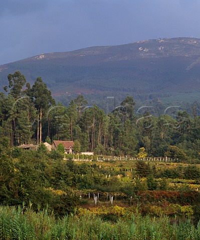 Vines supported on low pergolas amidst the pine forest  Fornelos Galicia Spain   DO Rias Baixas