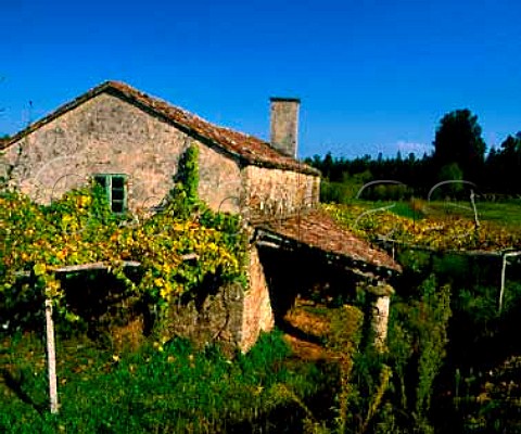 Farm building with vines on pergolas at A Estrada   Galicia Spain