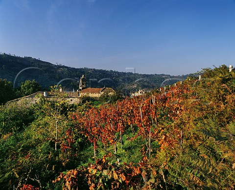 Autumnal vineyard by church near Carballino Galicia Spain DO Ribeiro