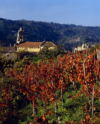 Autumnal vineyards around church near Carballino   Galicia Spain DO Ribeiro