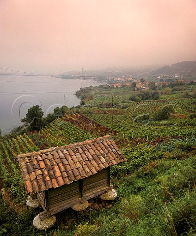 Misty autumnal morning in vineyards by the the Ro Mio at Castrelo where the river has been widened by the building of a hydroelectric dam downstream  Near Ribadavia Galicia Spain  DO Ribeiro