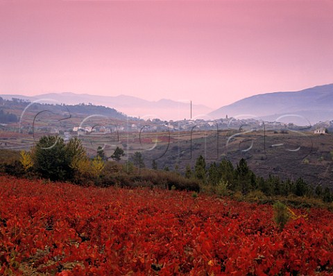 Autumnal vineyard with the village of Larouco   beyond Galicia Spain    DO Valdeorras